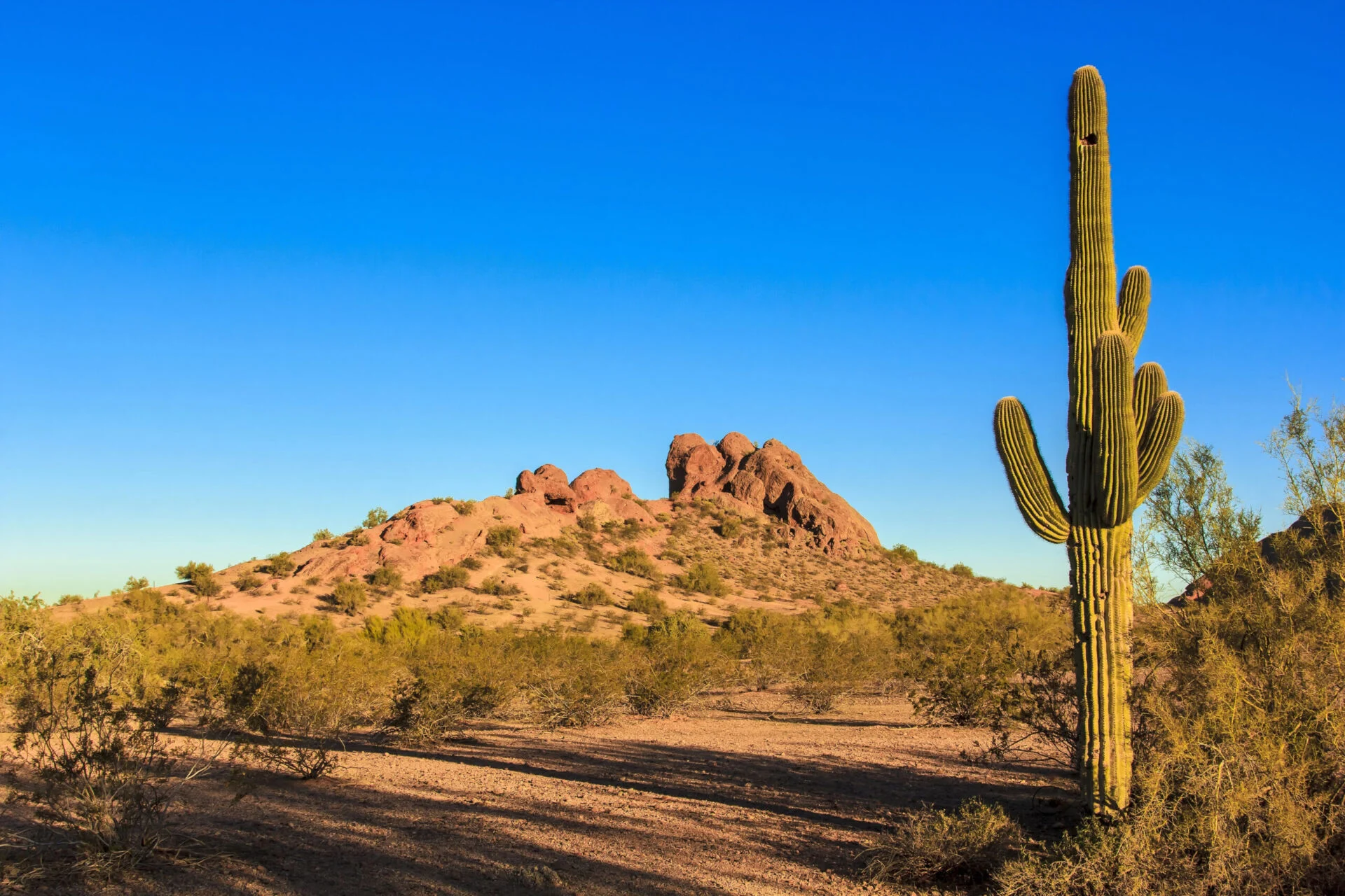 Cactus in the desert of Arizona